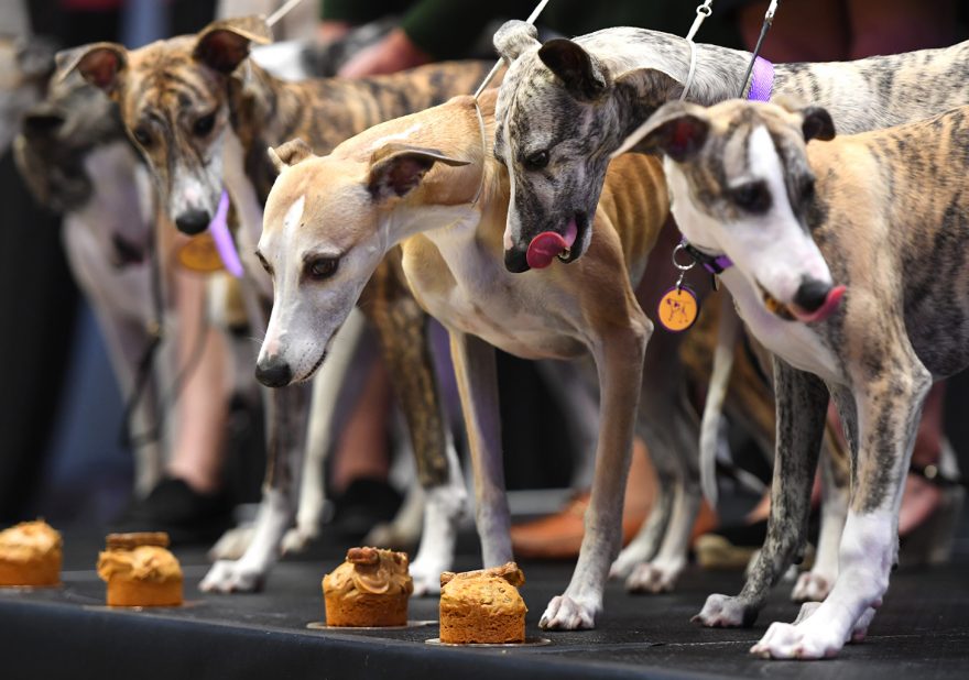 Le concours canin  de New York aussi une affaire de 